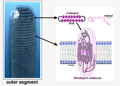 Sensorin rakenteesta Ihmissilmän rodopsiini [1] ja bakteerirodopsiini [2] [1] Helga Kolb et al. Webvision the organization of the retina and visual system [verkkojulkaisu].