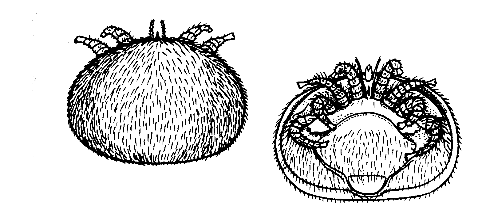 Varroa Varroamäärän pitäminen pienenä on olennaista pesien terveydelle.