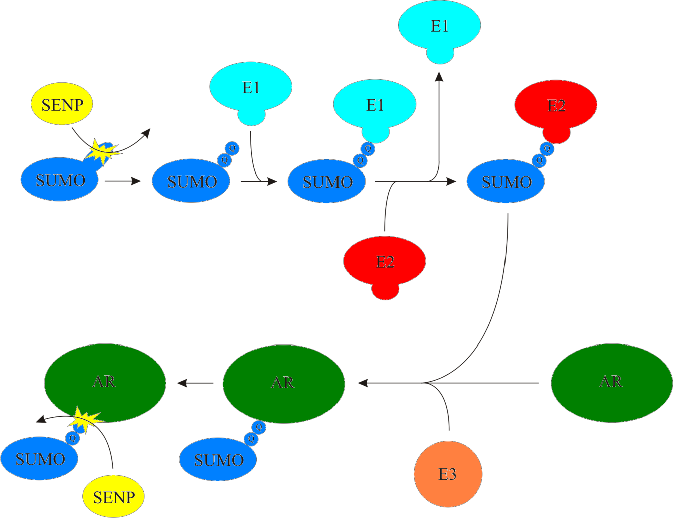 26 Kuva 6. Yksinkertaistettu kaavakuva AR:n sumoylaatiosta ja desumoylaatiosta. Sumoylaation aluksi SENP leikkaa SUMO:n diglysiinimotiivin esiin.