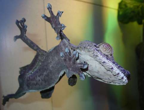 The toes of the gecko have a special adaptation that allows them to adhere to most surfaces without the use of liquids or surface tension.