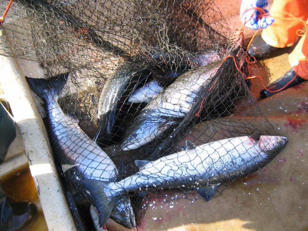 Lohen runsaudenarviointi, kalastuksen säätely, kantojen suojelu ja elvytys I tunti: Kalakantojen arviointi kalastuksen säätelyssä: Itämeren
