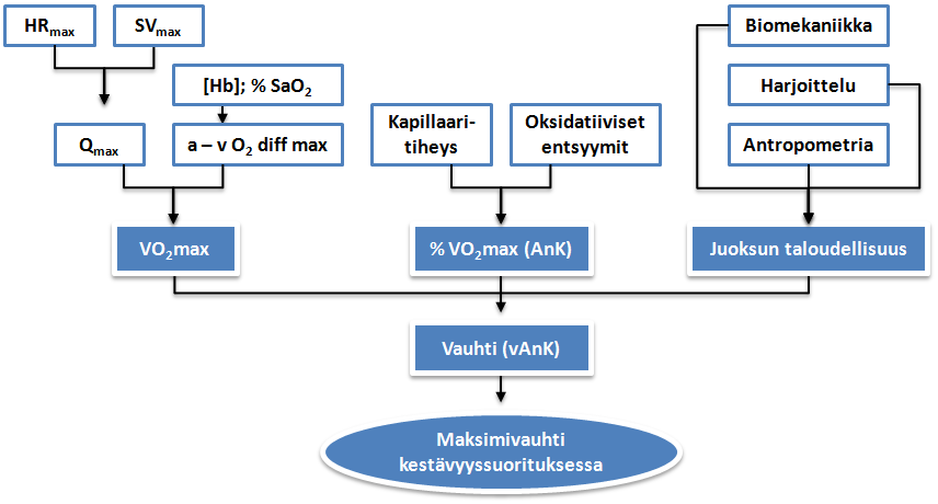 10 2.1.2 Anaerobinen ja aerobinen kynnys Pitkäaikaista kestävyyttä voidaan kuvata määrittämällä aerobinen ja anaerobinen kynnys tehona [%VO2max] tai vauhtina [%vvo2max], joiden määrittäminen perustuu