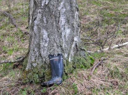 Metsätyyppi on lehtomaista kangasta (OMT), tiheän puuston aiheuttaman varjostuksen vuoksi aluskasvillisuus on kuitenkin melko vähäistä.