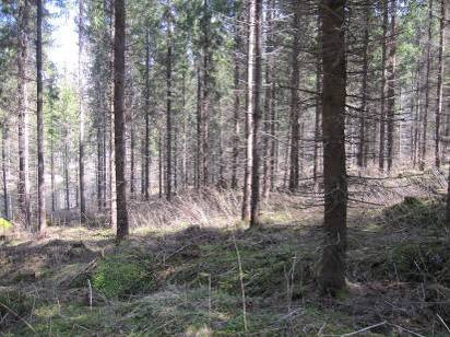 Alueella on muutamia noroja, jotka on esitetty tarkemmin kappaleessa pienvedet. Norojen tuntumassa kasvillisuudessa esiintyy mm. kevätlinnunsilmää, rentukkaa, mesiangervoa ja soreahiirenporrasta.