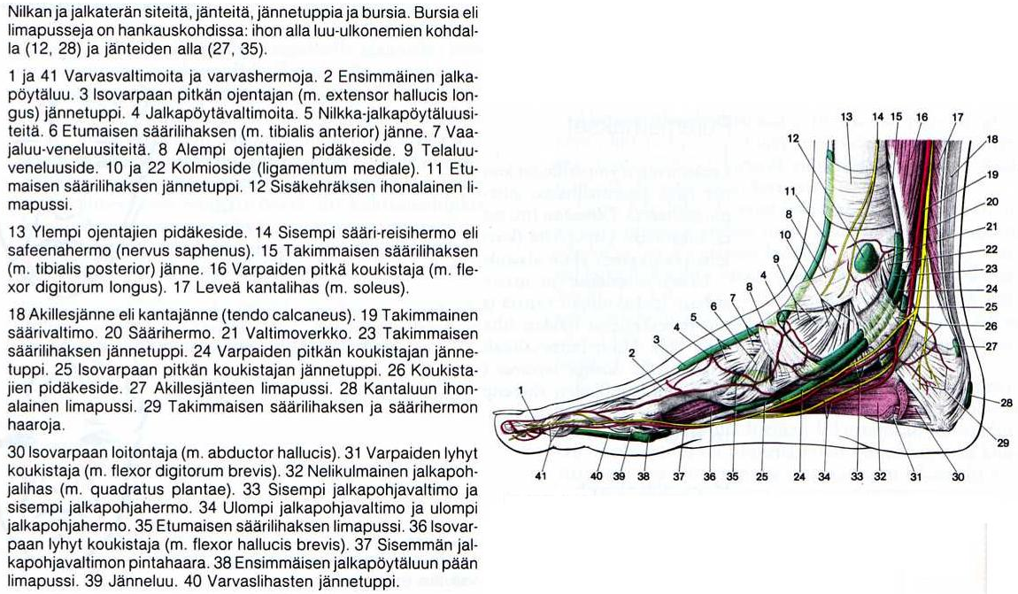 14 1.4 Jalkaterän lihakset Varpaiden liikkeitä saavat aikaan lukuisat jalkaterässä sijaitsevat pikkulihakset, jotka päätyvät varpaiden tyvijäsenien alueella.