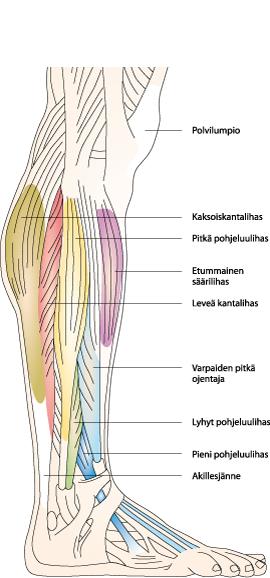 22 M. Peroneus longus eli pitkä pohjeluulihas Hermotus: Pinnallinen pohjehermo L5-S1 Lähtökohta: Pohjeluun yläosa sekä pohje- ja sääriluun ylempi nivelkapseli Kiinnityskohta: Jalkapohjan ensimmäinen