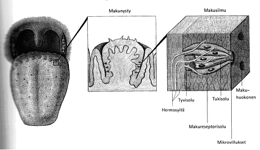 18 Kuva 2. Kielen fysiologinen rakenne (12) Vanhojen oppien mukaan uskottiin, että kielessä on tiettyihin makuihin erikoistuneita osia.