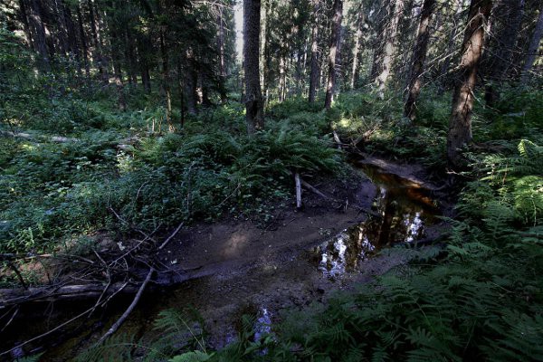 METSÄNEN LUONTOSELVITYS METSÄNEN HEINOLAN