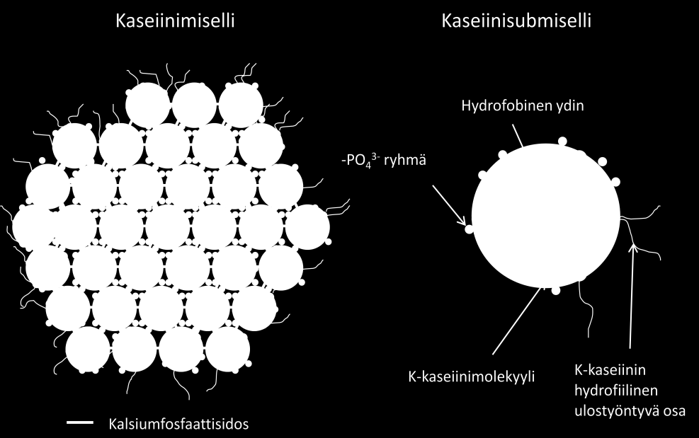 Keskikokoinen miselli on muodostunut noin 400-500 submisellistä. (Bylund 2003, 28.) Kuva 2 Kaseiinimisellin ja kaseiinisubmisellin rakenne (Bylund 2003, 27 28).