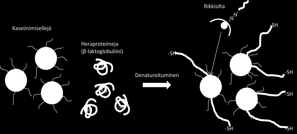 juustoon (kuva 3). Tästä on seurauksena juustosaannon kasvu, mutta pehmeämpi saostuma. (Bylund 2003, 38.) Kuva 3 β-laktoglobuliinin denaturoituminen ja sitoutuminen κ-kaseiiniin (Bylund 2003, 38). 3.2 Maidon juoksettumisominaisuudet Maidon hyvä juoksettumiskyky on oleellinen kiinteän rakeiston ja synereesin muodostumisen kannalta.