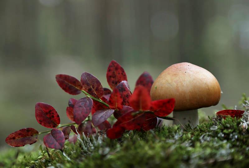 Kehittämiskohteita alueella Tuotekehitys Suomalaisen elämäntavan kokeminen -> elämä saaristossa Culture in nature, wellbeeing in nature Omatoiminen luontoelämys