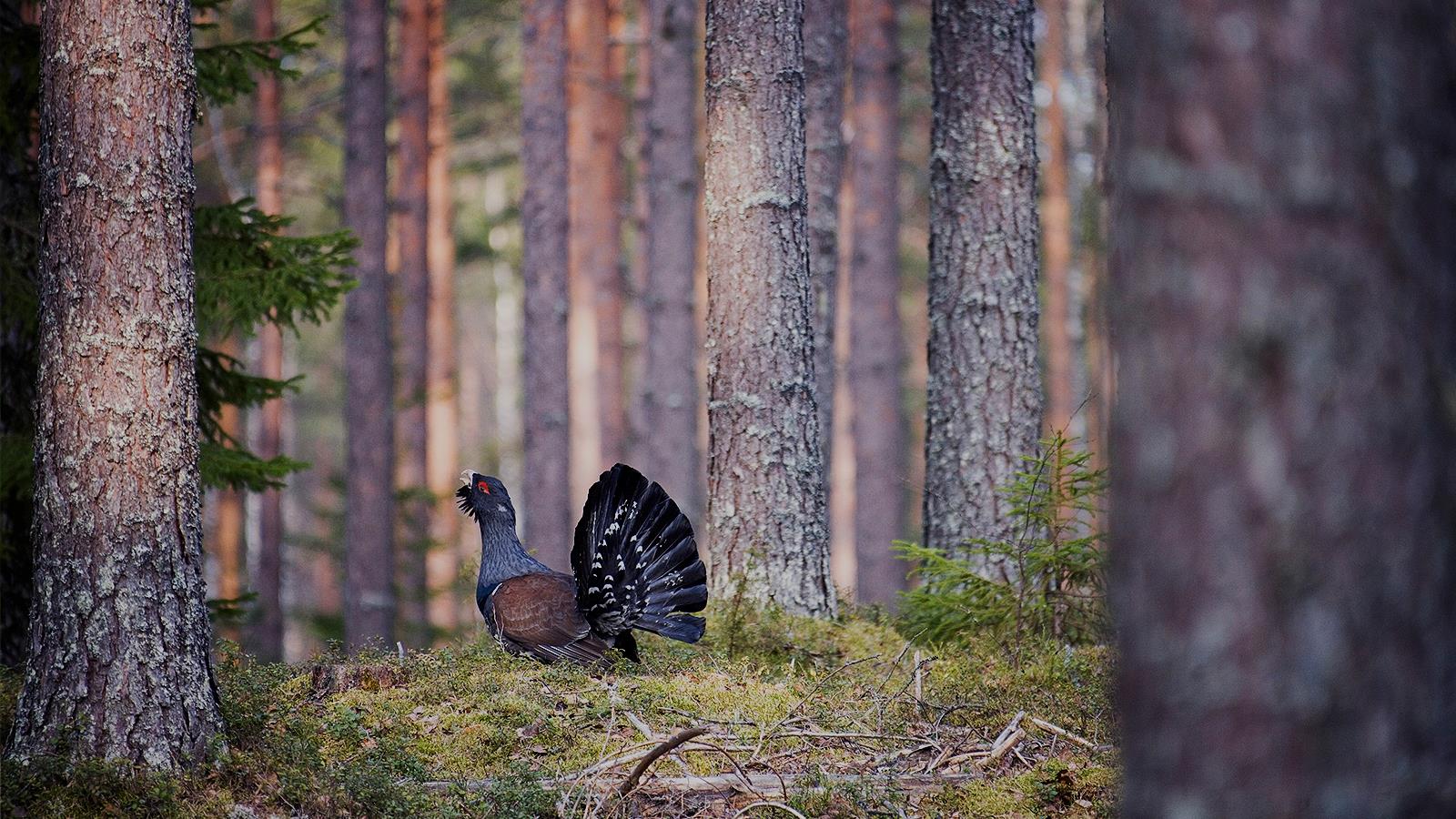 HABITAT BANK OF FINLAND Mahdollisuuksia luonnonsuojeluun, työllisyyteen ja metsästykseen: - Säätiömuotoinen omistajaorganisaatio joka ostaa maaalueita ja hakee ne vapaaehtoisiksi lakisääteisiksi