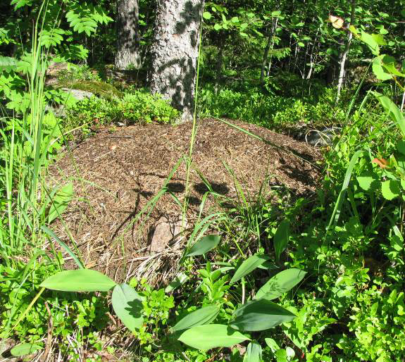 5.2 Ulkoilureitti ja Ötökkäpolku Perkkoonpuisto tarjoaa kävelijöille ja koirien ulkoiluttajille viihtyisän ulkoilureitin.