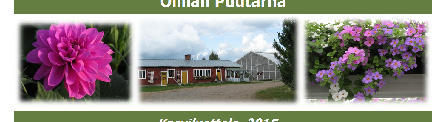 Ollilan Puutarha Kasviluettelo 2015 Nimi Lajike Väri Ruukku Lisäysmateriaali A amppelimansikka Roman Bee vaaleanpunaiset kukat vain amp.