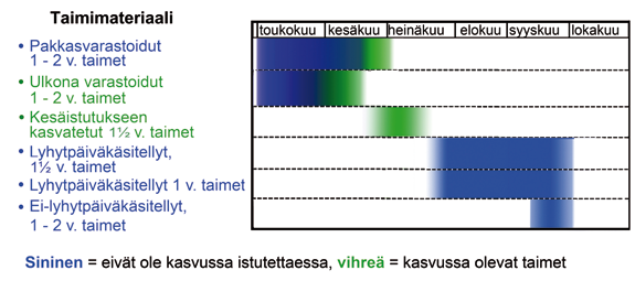 TAIMIUUTISET 1 2011 Lokakuun istutuksissa juurten pakkas- ja kuivuustuhojen riskit voivat myös lisääntyä. Vaikka maa olisi istutushetkellä sula, voi se jäätyä nopeastikin.