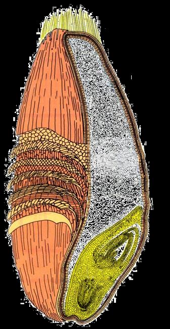 Kuva: Wheat Food Council Siemenen elinvoima keskeinen hyvän siemenen ominaisuus, jota itävyys kuvaa vain osittain.