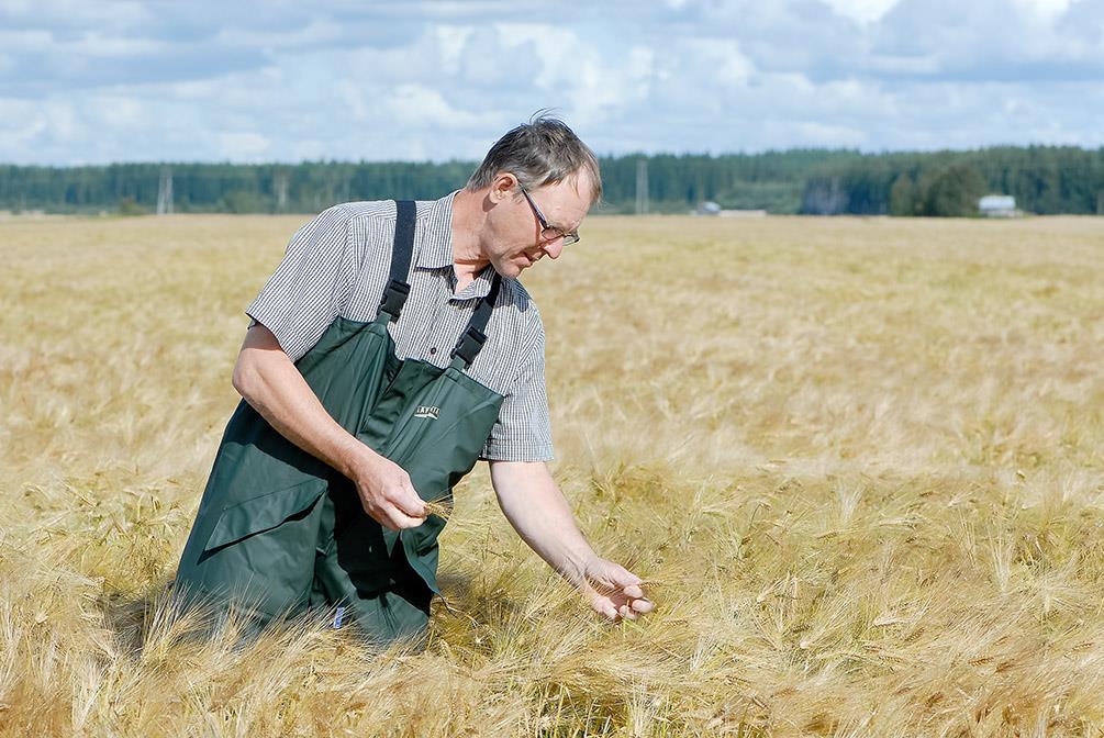 Siemenviljely on tiivistä sopimustoimintaa viljelijän ja siemenliikkeen kesken. Iso taloudellinen riski siemenviljelijälle ja suurin uhka siementuotannon jatkumiselle on hukkakaura.