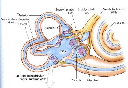 Äänen korkeuden aistiminen Ihmisen kuulo (29) 50-15000 (19000) Hz Ultraääniä (> 25 000Hz) kuulevat mm.