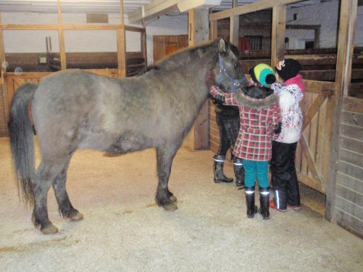 Tallivierailu Elukkakerho suuntasi Torpin Islanninhevostallille tutustumaan hevosiin, niiden hoitoon ja ratsastamaan. Lähde mukaan tallivierailulle kuvien ja tarinan kera!