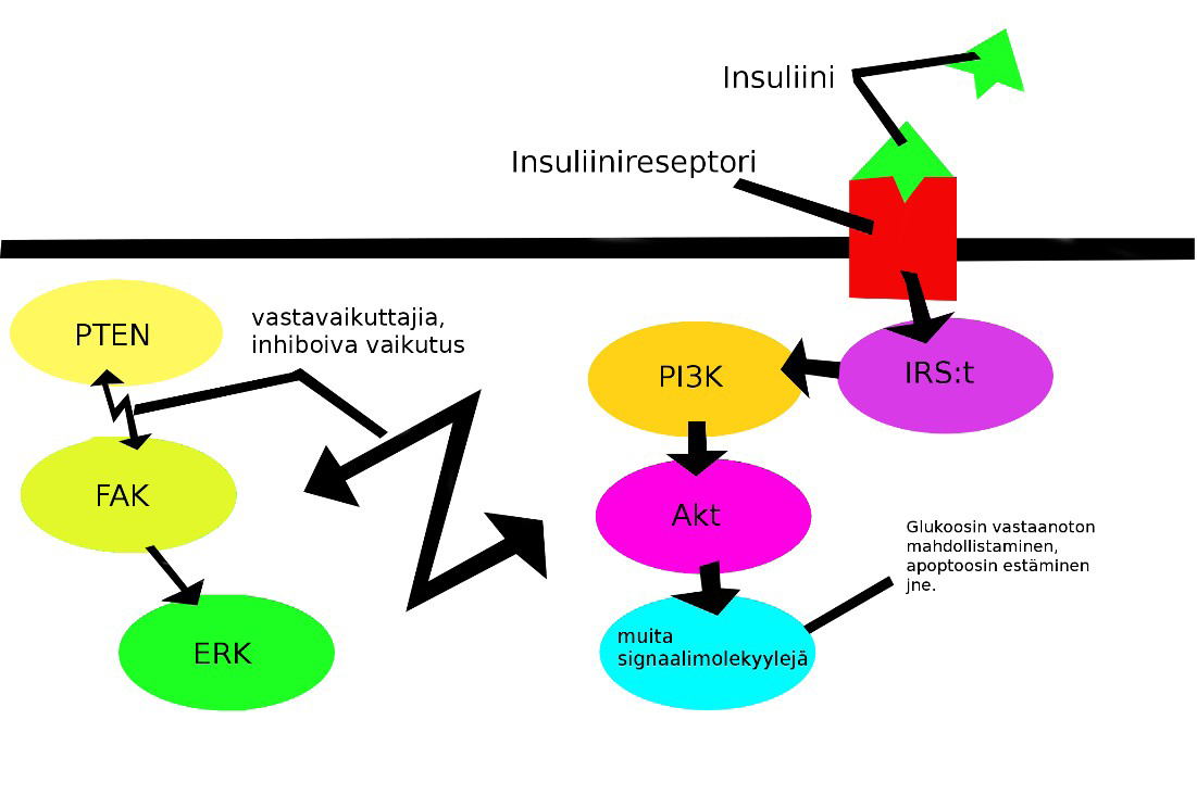 539 Kuva 2: PTEN-proteiinin toiminta hermokudoksessa. Kaaviossa näkyy samankaltainen insuliinisignalointiketju kuin perifeerisessäkin kudoksessa.