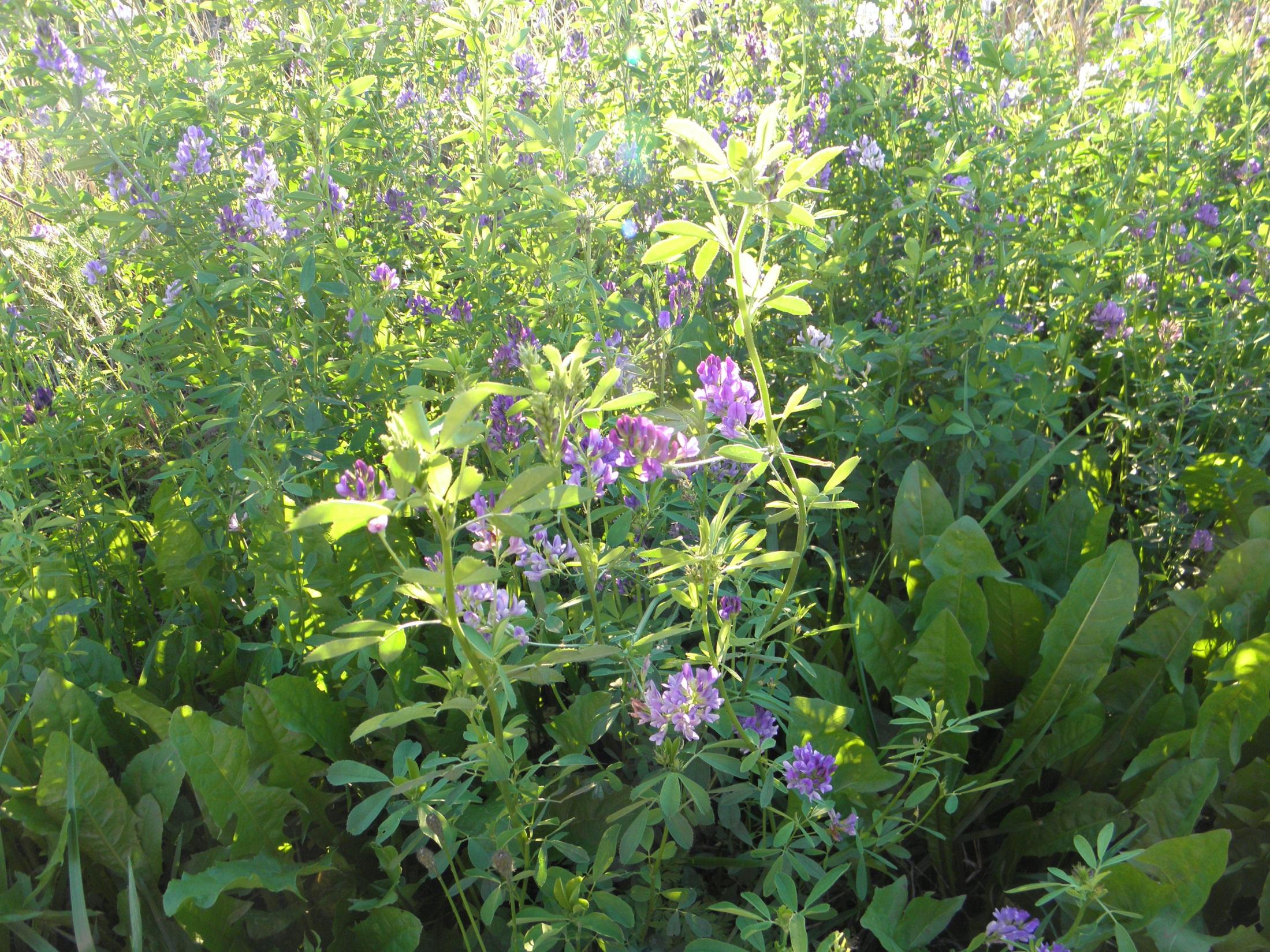 Sinimailanen (Medicago sativa L.