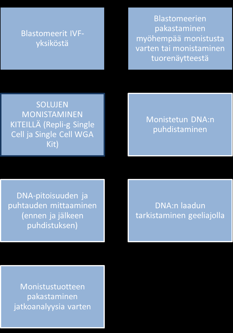 37 Kuvio 12. Laboratoriotyövaiheet alkioilla. Alkion soluja saatiin testattavaksi 16 näytteessä, joista monistettiin 14 (näytteet 10 ja 12 jätettiin monistamatta).