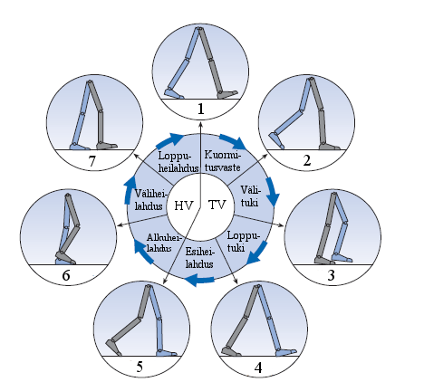 15 1. Alkuheilahdus (initial swing) 2. Väliheilahdus (mid-swing) 3. Loppuheilahdus (terminal swing) (Vaughan ym. 1992, 8-11; Whittle 2007, 52-54) KUVA 9. Askelsyklin vaiheet.