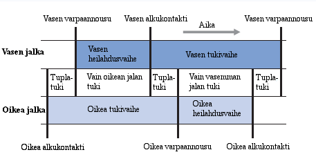 16 vasen jalka tulee alkukontaktiin. Samat vaiheet toistuvat tämän jälkeen, vain heilahdusvaiheen jalka vaihtuu.