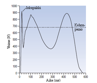 17 tissa on selkeästi havaittava iskupiikki (heelstrike transient). Iskupiikki johtuu eteenpäin suuntautuvan liikkeen momentin siirtymisestä nopeasti (10 20 ms) alustaan.