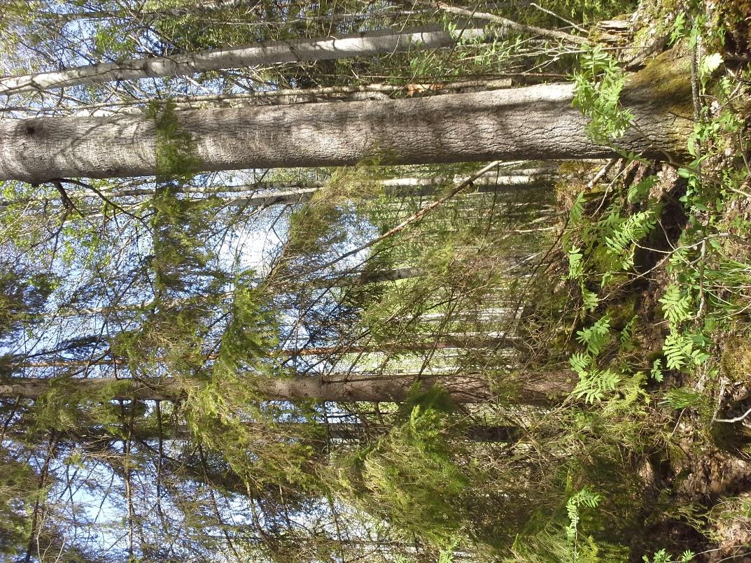 Kuva 19. Niittulahdenniemen liito-oravapopulaation ydinalueen varttunutta haavikkoa ja kuusikkoa (oikealla). 17.