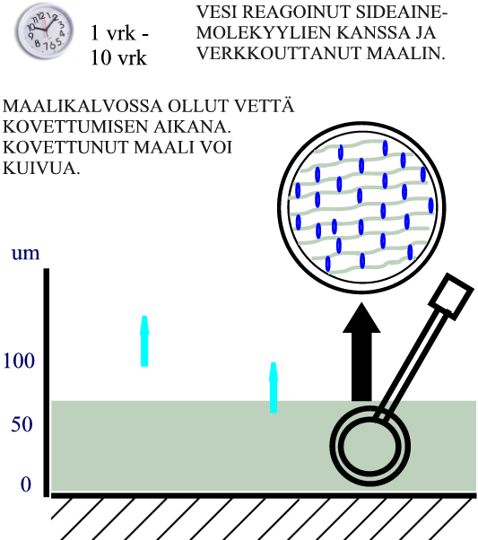 KOVETTEENA VESI Rakennusmaalauksissa maaleina ja tasoitteina käytettävät kalkki-, sementti-, ja silikaattipitoiset materiaalit vaativat kovettuakseen kunnolla kosteutta.