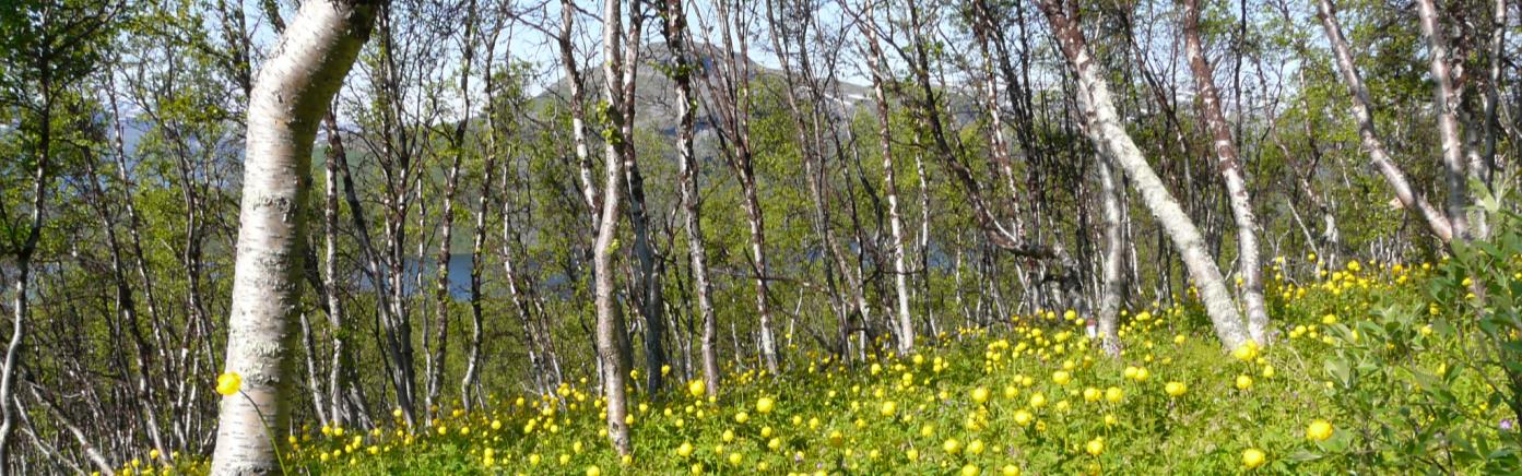 Geomorfologiset seikat vaikuttavat maannoksen luonteeseen ja maannosprofiilin paksuuteen. Mitä vaihtelevampia ovat alueen pinnanmuodot, sitä vaihtelevampi on alueen maannoskin luonteeltaan.