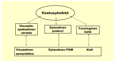 Kuva 1. Baddeley n v. 2000 päivitetty työmuistimalli Hiltusen (2007) mukaan (17). Toiminnanohjaus Toiminnanohjaustoiminnot ovat kognitiivisten toimintojen hallintaan keskittyneitä toimintoja.