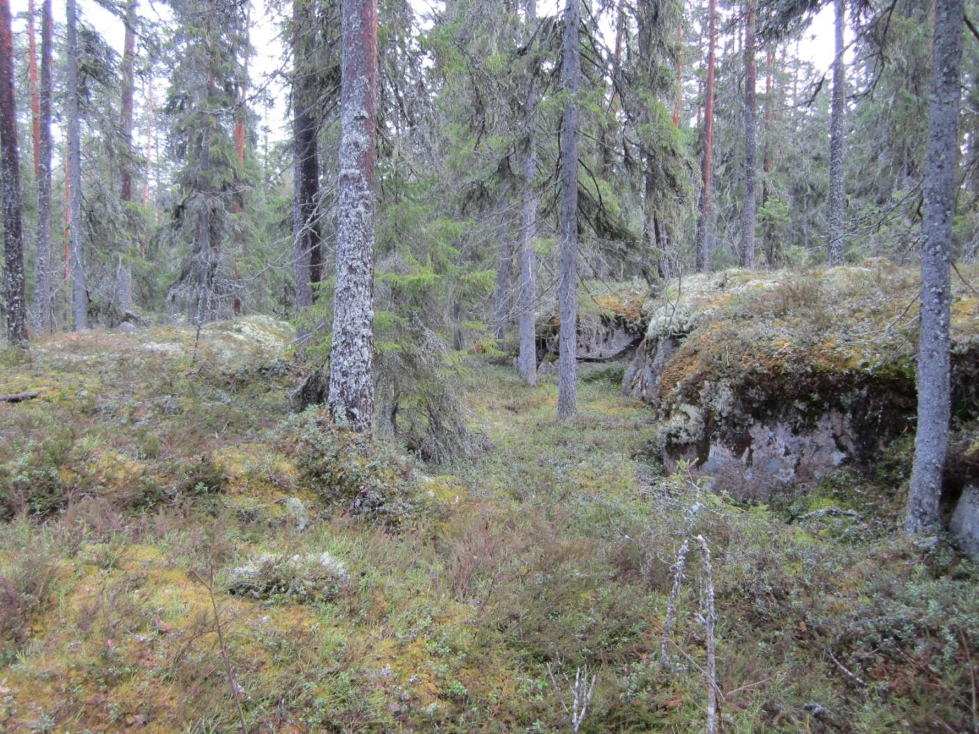 Pitämävuoret, Riuttanen Pinta-ala: 59 ha Rauhoitettu: 59 ha