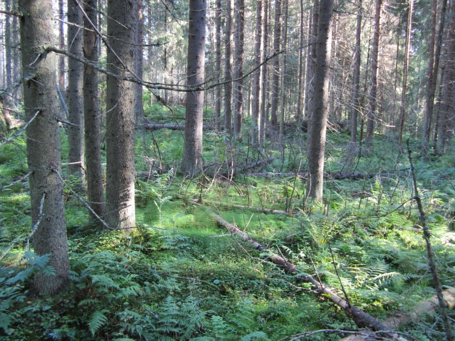 Taaborinvuori, Mutala Pinta-ala: 60 ha Rauhoitettu: - ha Natura-peruste: vanhat metsät