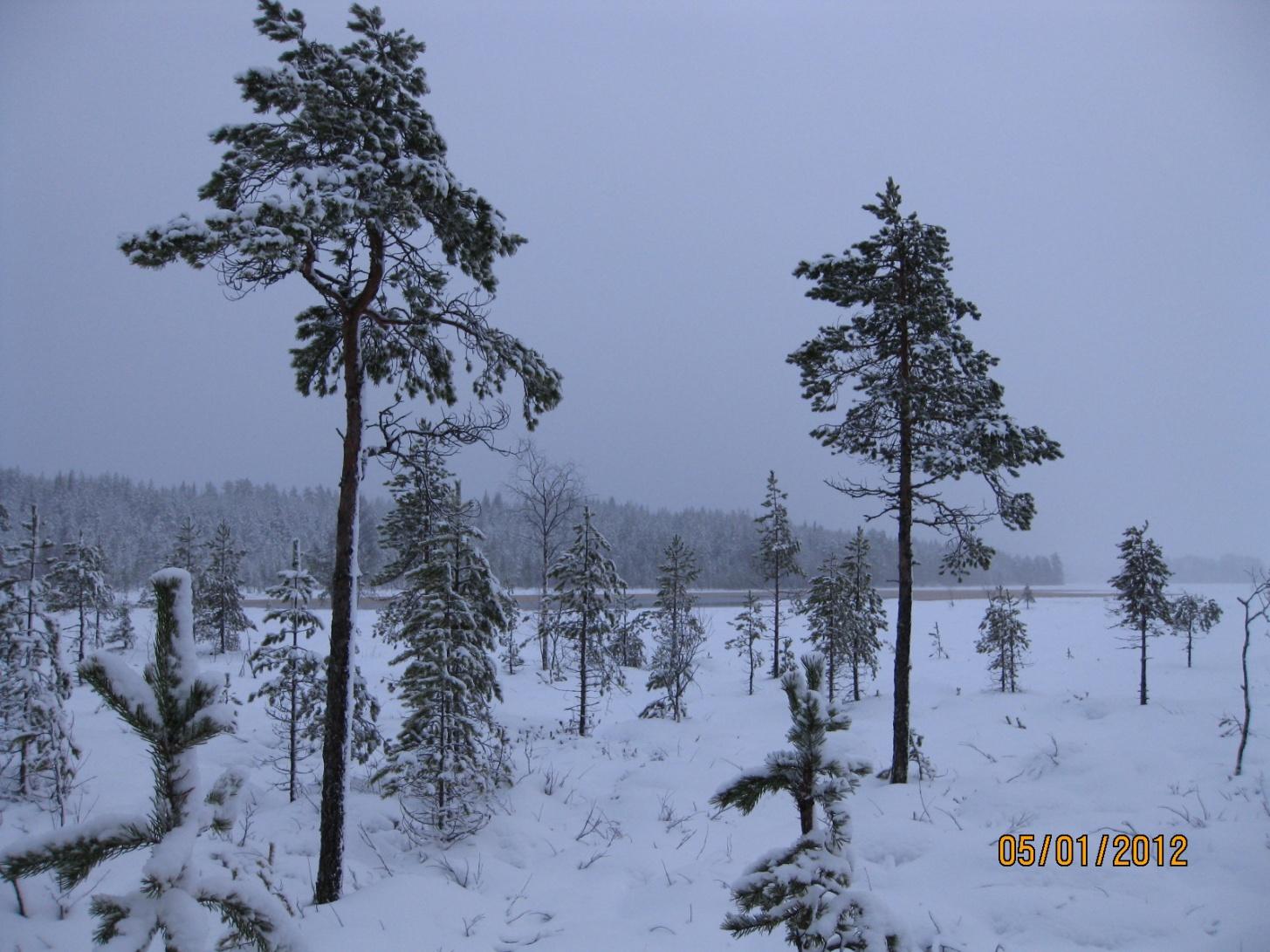 Aurejärvi, Itä-Aure Pinta-ala: 717 ha (osin Parkanon puolella) Rauhoitettu: - ha
