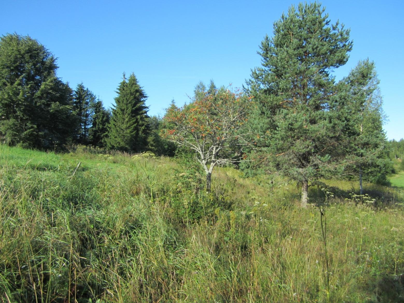 Korpijärven haka, Mutala Pinta-ala: 0,6 ha Rauhoitettu: - ha