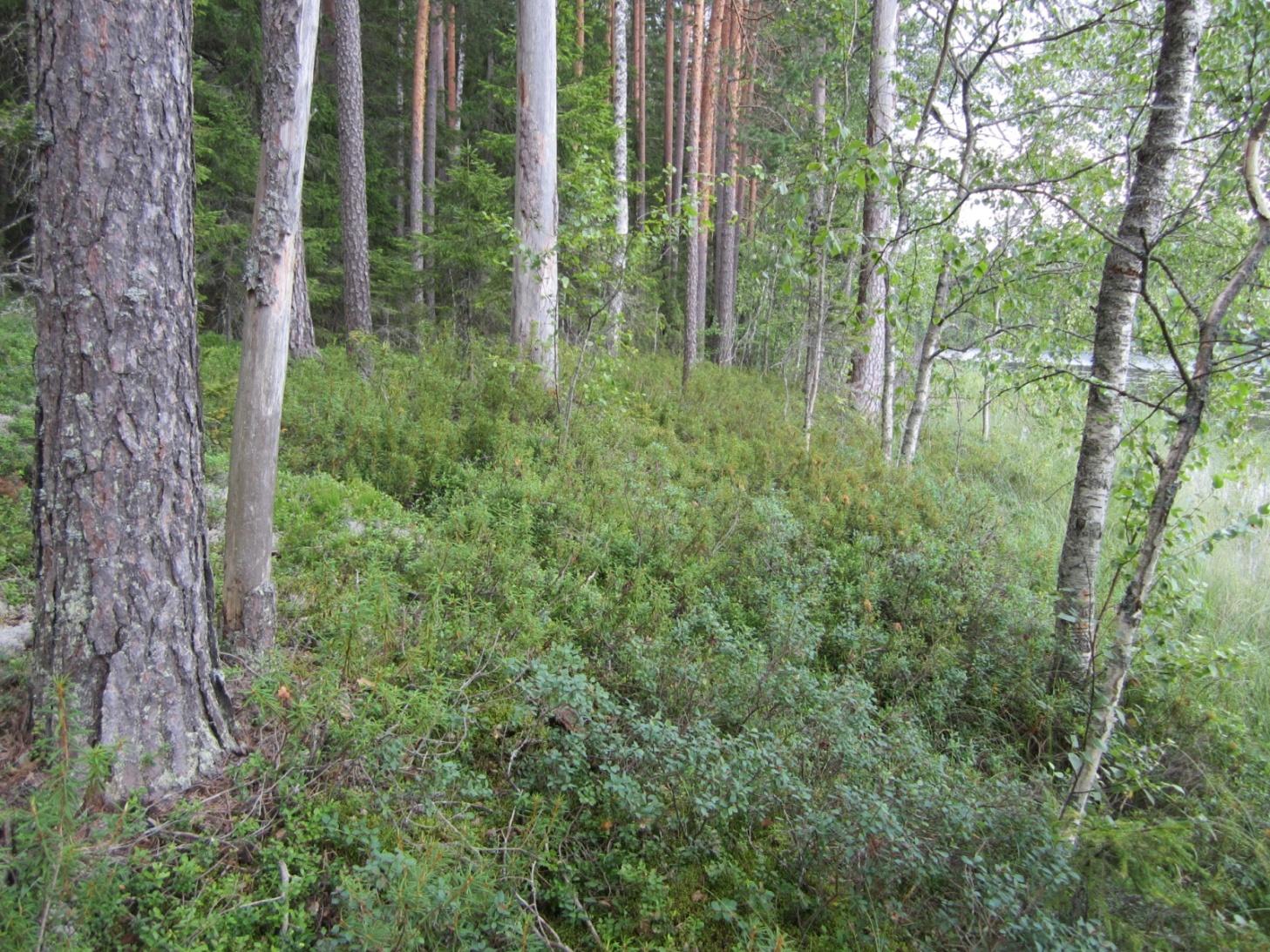 Lymylampi, Poikelus Pinta-ala: 63 ha (Ylöjärven puolella vain 0,2 ha)