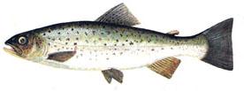 Dioksiinit ja PCBt Itämeren alueen luonnonvaraisissa kaloissa korkeita pitoisuuksia dioksiineja ja PCB -yhdisteitä Poikkeusluvalla tiettyjen kalalajien myynti sallittu ainoastaan omalla alueellamme