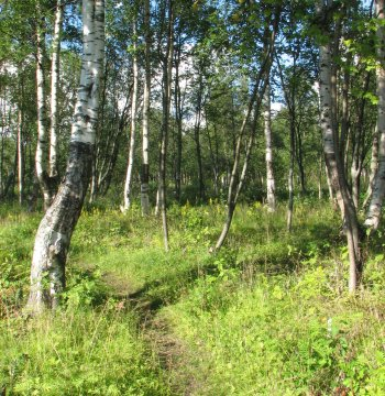 Historiaa: Sotien jälkeen Pateniemen rannassa laidunnettiin lehmiä. Ranta-alue oli osittain yhtiön omistuksessa ja sitä käytettiin yhteislaitumena. Alue oli tuolloin avointa niittyä.