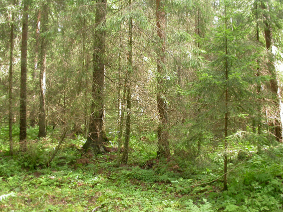 10 Kuva 3. Kasvillisuuskuvio 10: kuusikkoa ja saniaisia. 7.11 Vantaanjoen rannat Vantaanjoen rannoilla (vesirajasta n. 10 metrin säteellä) vallitsee rehevä kasvillisuus.