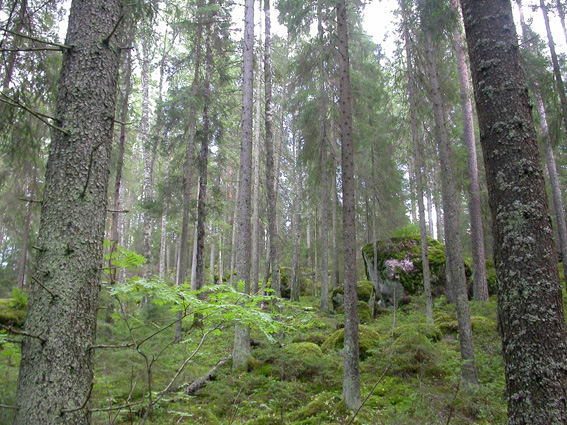 13 Kuva 5. Liito-oravalle soveliasta vanhahkoa kuusikkorinnemetsää. 9 LINNUSTO 9.