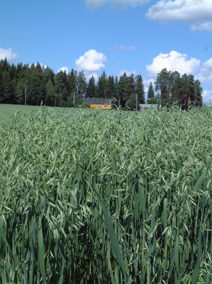 Kesäaktiviteetteja Rikkakasvien kitkemien nurmisiemen viljelyksiltä (jos torjunta epäonnistunut)