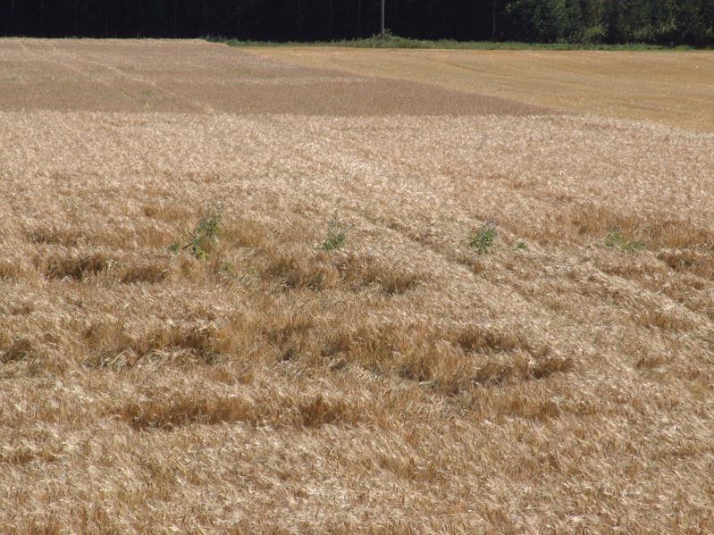 Sadonkorjuu Kasvuston täysin tuleennuttua leikkuupuinti siementuotannossa ei passaa hötkyillä, liian aikainen