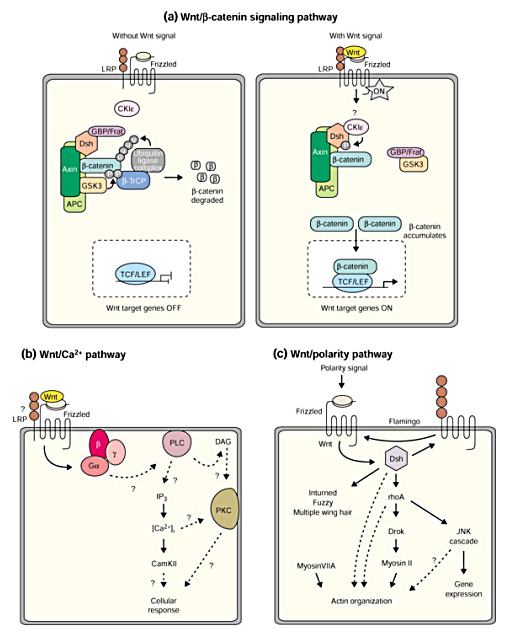 Kuva 6. Wnt- signaalireitit. Kuvassa ylhäällä on kuvattuna kanoninen signaalireitti.