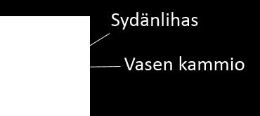 pikseliä, TE = 3,0 ms, TR = 100,0 ms ja RF-pulssin kääntökulma = 90. Kuva 5.