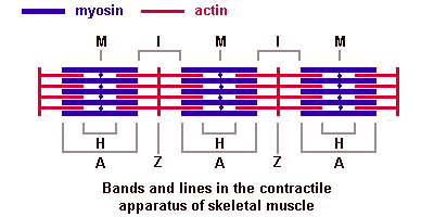 Sarkomeeri sarkomeeri ohuet aktiinifilamentit kiinnittyvät Z-levyyn, pituus 1 µm, läpimitta nm paksummat