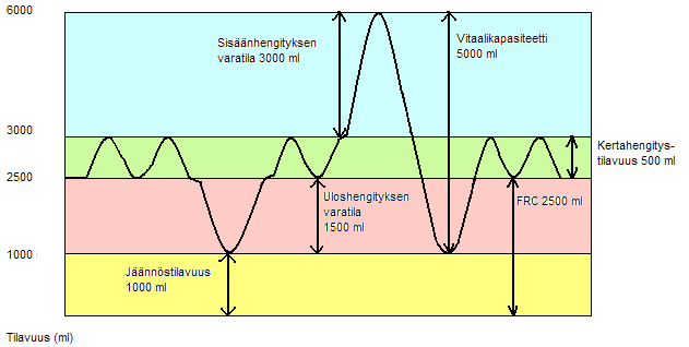 saadaan laskettua hengityksen minuuttitilavuus, joka on 6-7 l/min. Kaasujenvaihtoon osallistumatonta kertahengityksen tilavuutta sanotaan kuolleeksi tilaksi.