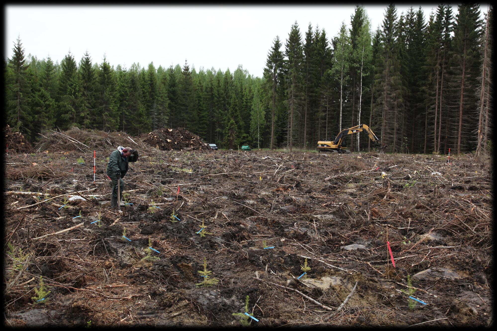 Kasvullisesti lisätyt taimet metsänviljelyssä Kenttätestattujen