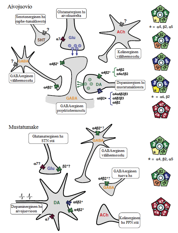 23 Kuva 5. Aivojuovion ja mustatumakkeen tunnettuja sekä mahdollisia nikotiinireseptorikokoonpanoja.